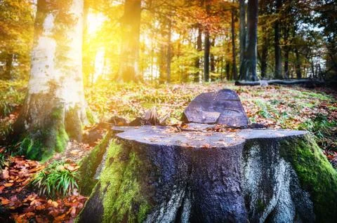 Landscape with big tree stump Foto stock