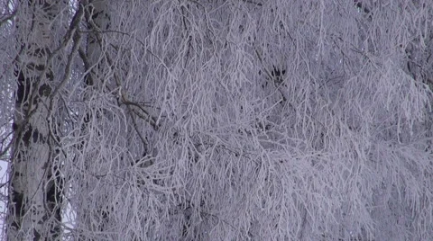 Landscape with birch trees and a hut Stock-Footage 59311256