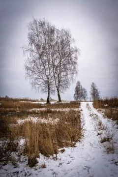 Landscape with birch trees without leaves and a road covered with snow on an Stock Photos