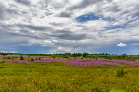 Landscape with blooming Ivan-tea. Stock Photos