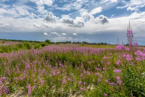 Landscape with blooming Ivan-tea. Stock Photos