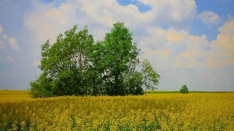 Landscape with blooming rape Stock Footage 5383366