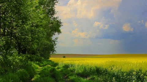 Landscape with blooming rape Stock Footage 5500521
