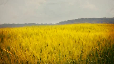 Landscape with blooming rape Stock Footage 5500553