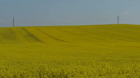 Landscape Of Blooming Rapeseed Field Stockbeeldmateriaal 40664669