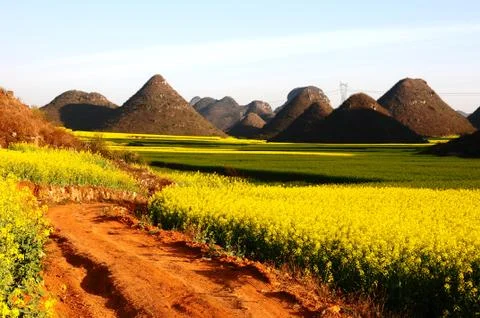 Landscape of blooming rapeseed fields Stock Photos