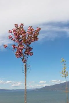 Landscape with blooming tree. Stock Photos
