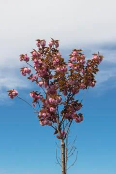 Landscape with a blooming tree Stock Photos