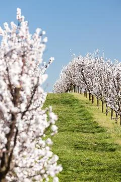 Landscape with blossoming orchard in Spring Stock Photos