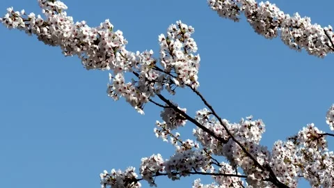 A landscape of blue sky and cherry blossoms Stock Footage 336007705