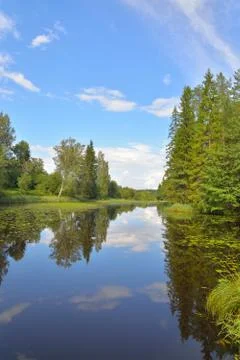 Landscape with blue sky, pine trees and a river with thickets of water lilies Stock Photos
