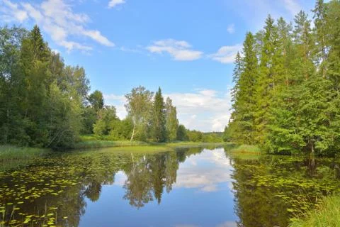 Landscape with blue sky, pine trees and a river with thickets of water lilies Stock Photos