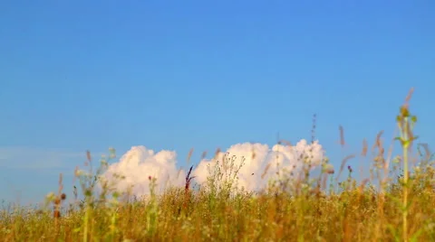 Landscape blue sky with white clouds on a  of a field of grass and flowers Stock Footage 40526741