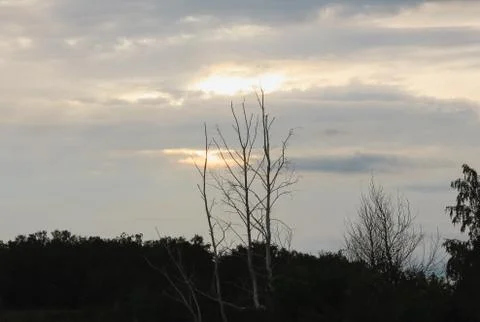 Landscape with a blue sunset on a background of trees Stock Photos