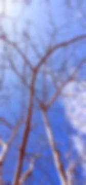 Landscape, blur image vertically, shaving brush tree, with blue sky. Stock Photos