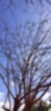Landscape, blur image vertically, shaving brush tree, with blue sky. Stock Photos