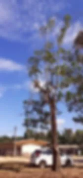 Landscape, blur image vertically, Tree with blue sky, white clouds. Stock Photos