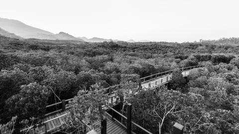 Landscape of boardwalk in mangrove forest Stock Photos