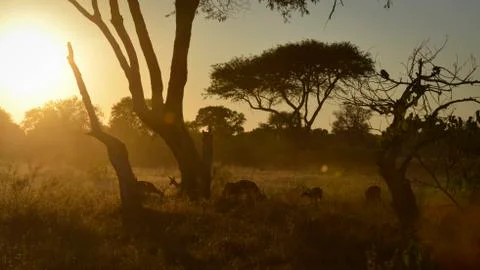 Landscape of botswana Stockfoto's