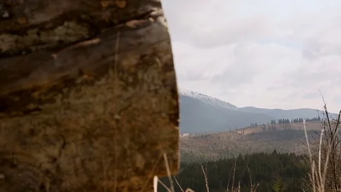 The landscape is breathtaking. Ousted old tree in the spring on top of the Stock Footage 76395796