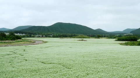 A landscape of buckwheat fields filmed with a drone. Jeju island. Stock Footage 196553673