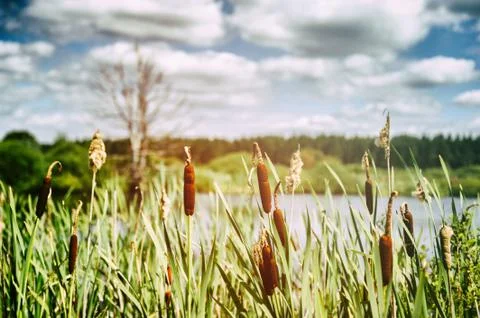 Landscape with bulrush Stock Photos