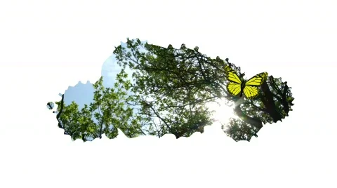 Landscape with butterfly  Stock Footage 677490