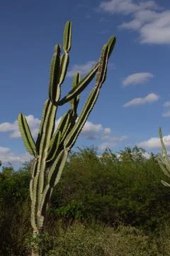 Landscape of caatinga in Brazik with cactus Stock Photos