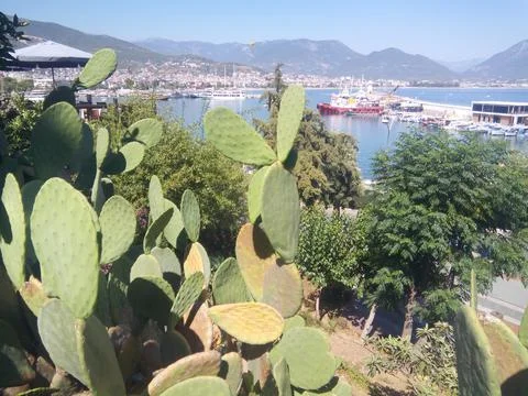Landscape with cacti Foto stock