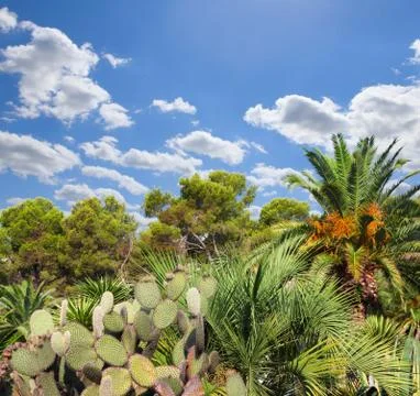 Landscape with cactus Stock-Fotos