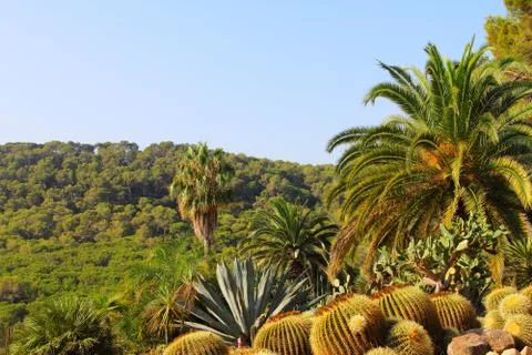 Landscape with cactus Stock-Fotos