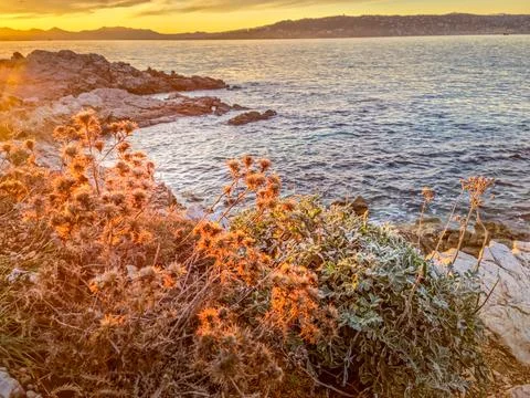 Landscape in the Cap d'Antibes during a sunset, South of France 写真素材