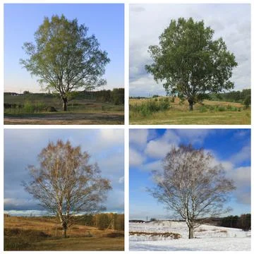 Landscape changes by seasons. birch in the field in spring, summer, autumn 写真素材