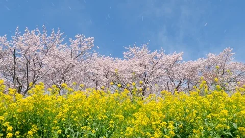 Landscape of the cherry blossom Stock-Footage 82710923