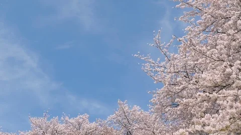 Landscape of the cherry blossom Stock Footage 82710941