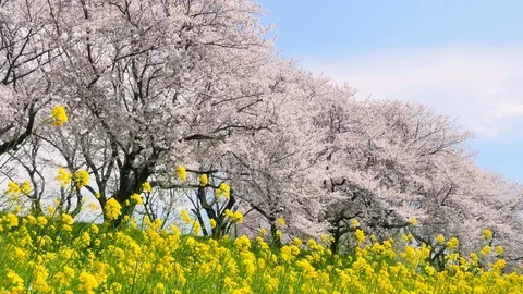Landscape of the cherry blossom Stock Footage 82711027