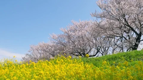 Landscape of the cherry blossom Vídeos de archivo 82711037