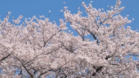 Landscape of the cherry blossom Video stock 82711050