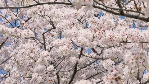 Landscape of the cherry blossom Stock Footage 84749283