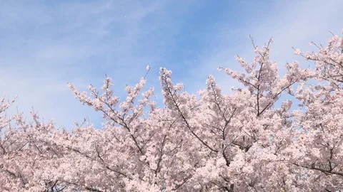 Landscape of the cherry blossom Stock Footage 84749293