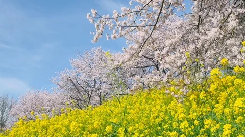 Landscape of the cherry blossom Stock Footage 84749296