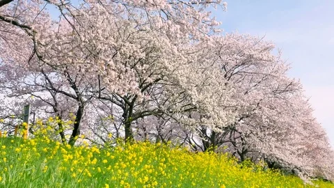 Landscape of the cherry blossom Stock Footage 84749336