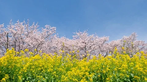 Landscape of the cherry blossom Video stock 84749339