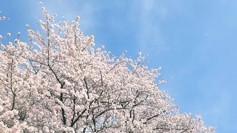 Landscape of the cherry blossom Stock Footage 84764020