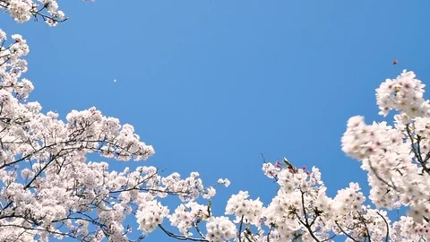Landscape of the cherry blossom Stock Footage 84764021