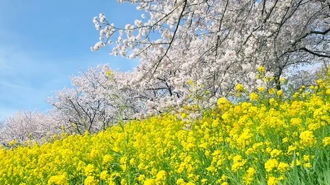 Landscape of the cherry blossom Vídeo Stock 84764024