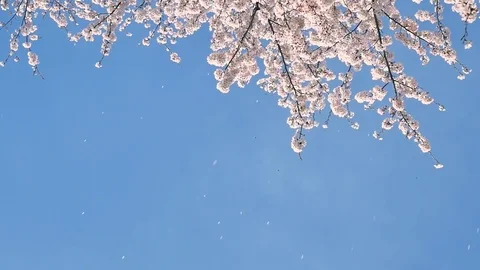Landscape of the cherry blossom Stockbeeldmateriaal 84764080
