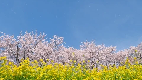 Landscape of the cherry blossom Vídeos de archivo 85408031