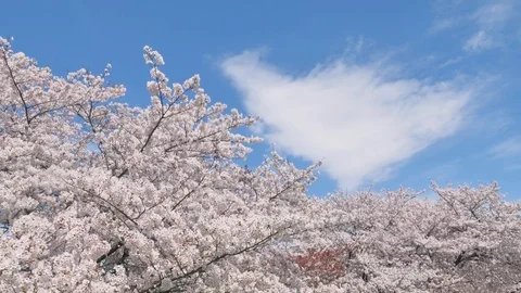Landscape of the cherry blossom Stock-Footage 85408039