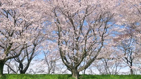 Landscape of the cherry blossom Vídeo Stock 85408073